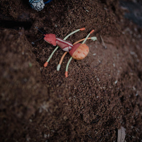 Ant